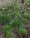 Armeria alliacea