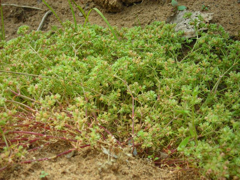 Image of Scleranthus polycarpos specimen.