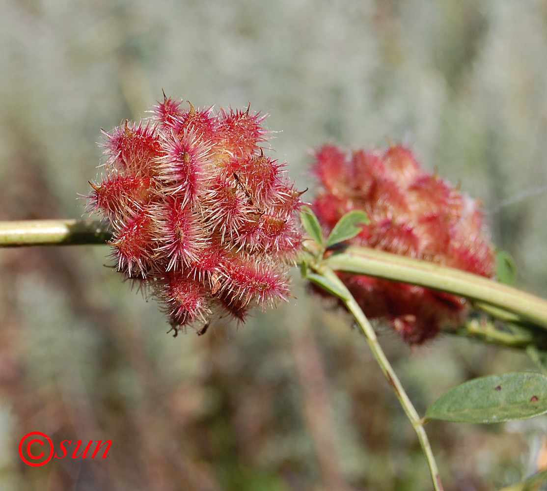 Изображение особи Glycyrrhiza echinata.