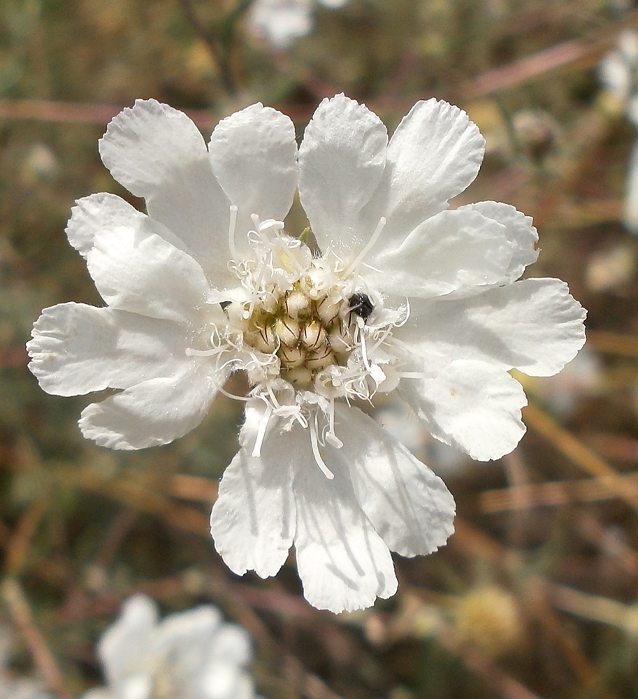 Image of Lomelosia argentea specimen.