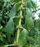 Leonurus quinquelobatus