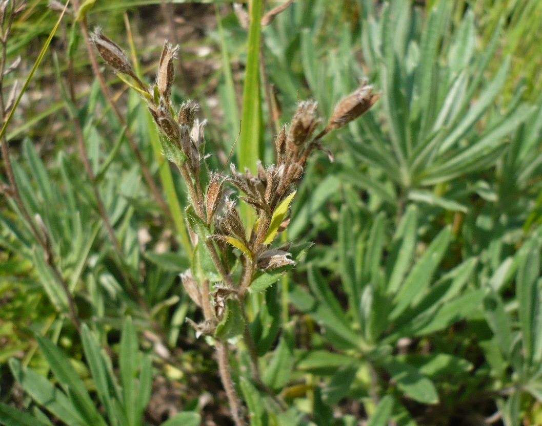 Image of Onosma simplicissima specimen.