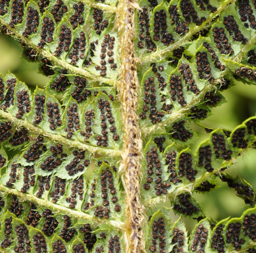 Изображение особи Polystichum setiferum.