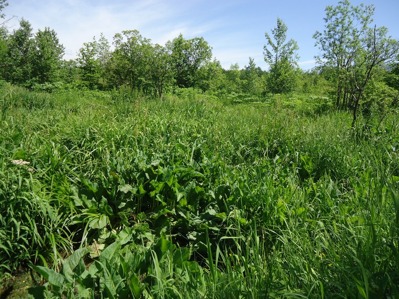 Image of genus Rumex specimen.