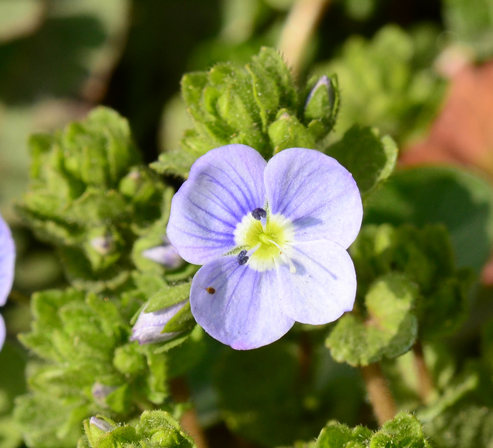 Image of Veronica filiformis specimen.