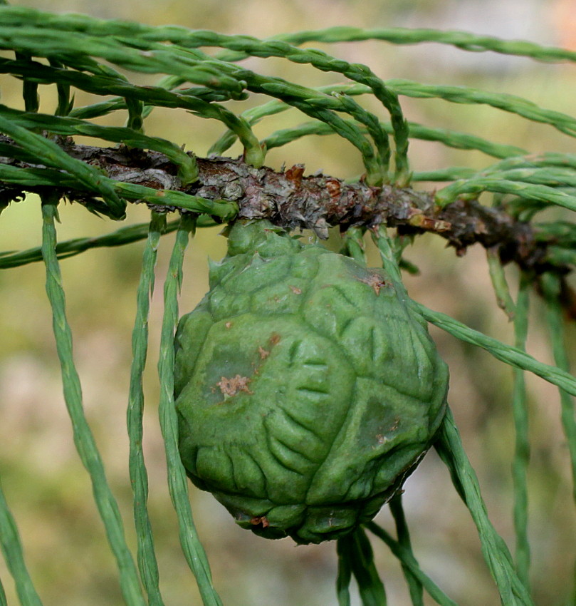 Изображение особи Taxodium distichum var. imbricatum.