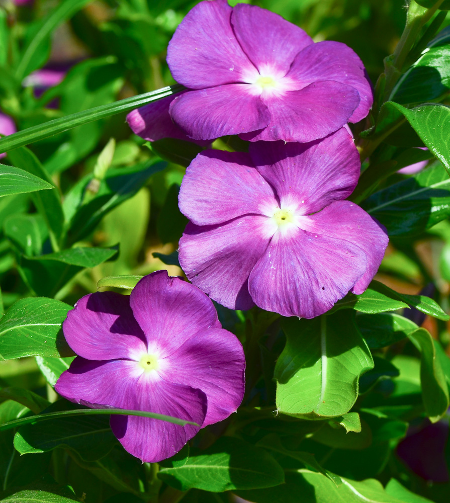 Изображение особи Catharanthus roseus.