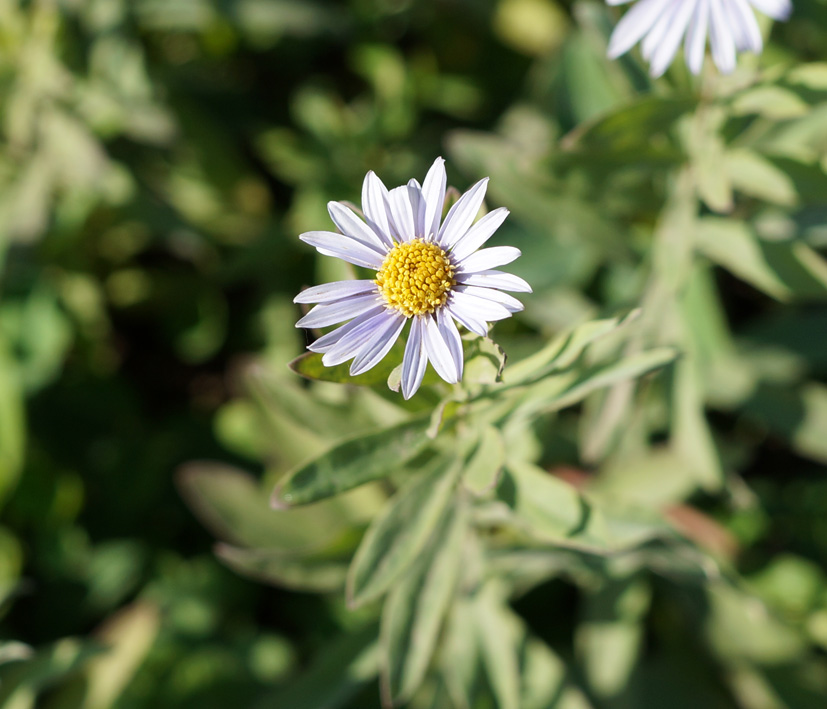 Изображение особи Kalimeris integrifolia.