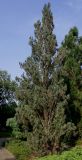 Pinus sylvestris. Взрослое растение с шишками ('Fastigiata'). Германия, г. Дюссельдорф, Ботанический сад университета. 05.09.2014.