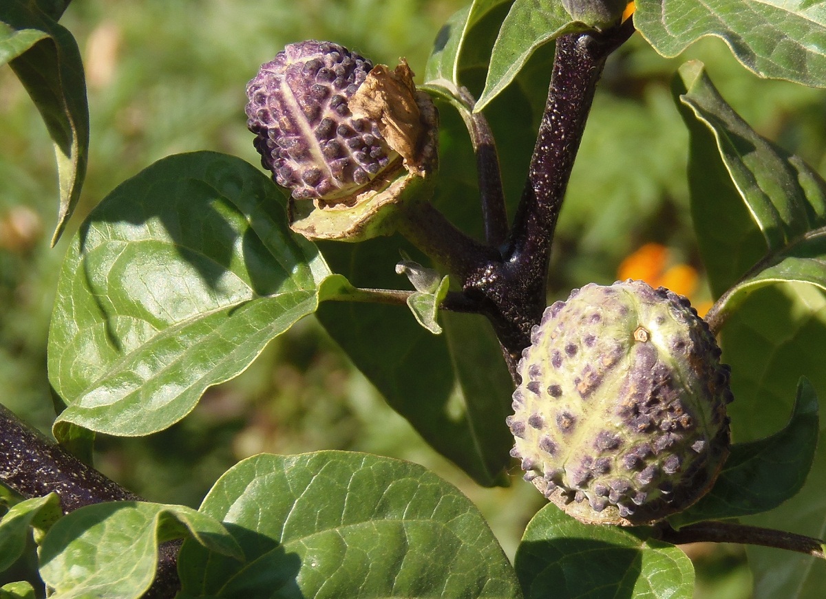 Image of Datura stramonium var. inermis specimen.