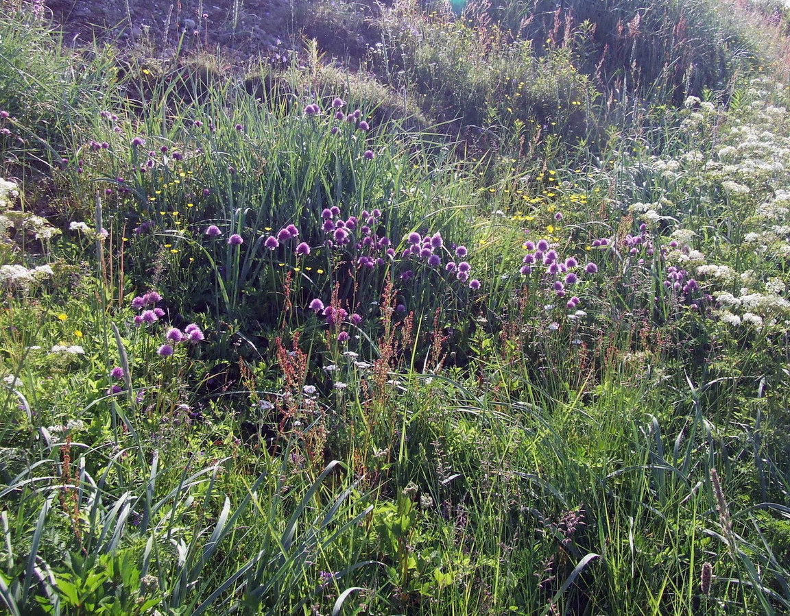 Image of Allium schoenoprasum specimen.