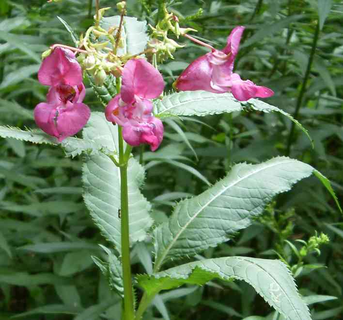 Изображение особи Impatiens glandulifera.