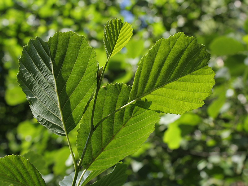 Изображение особи Alnus glutinosa.