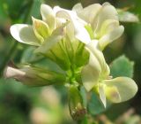 Medicago &times; varia