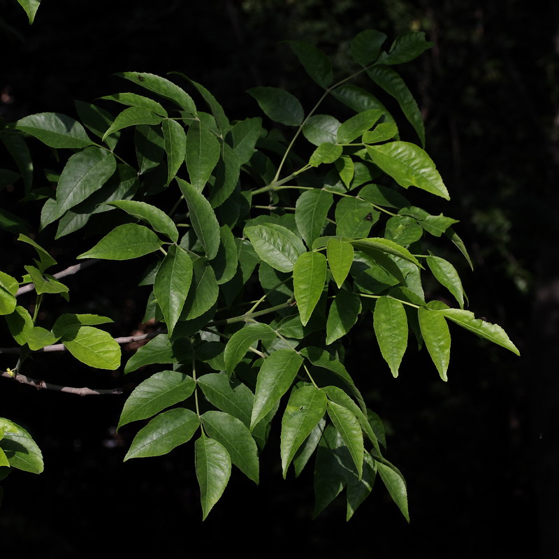 Изображение особи Fraxinus pennsylvanica.