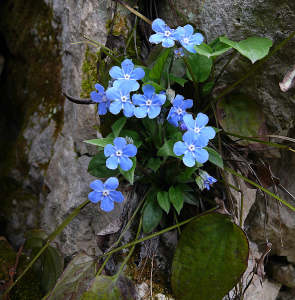 Image of Omphalodes cappadocica specimen.