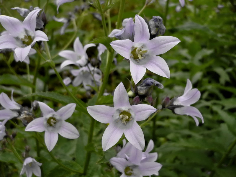 Изображение особи Gadellia lactiflora.