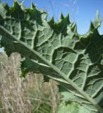 Sonchus asper. Часть листа (вид снизу). Краснодарский край, Кущёвский р-н, станица Шкуринская. 06.10.2009.