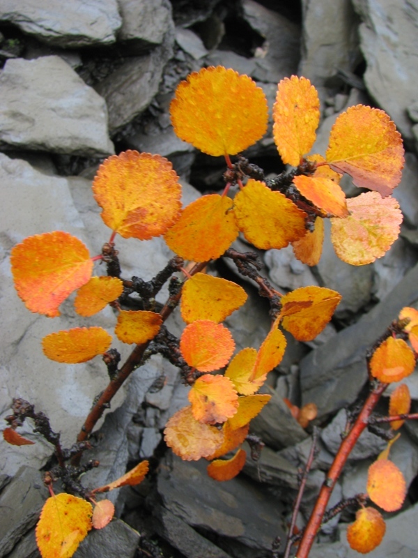 Image of Betula divaricata specimen.