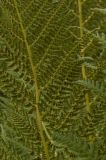 Image of taxon representative. Author is Павел Голяков