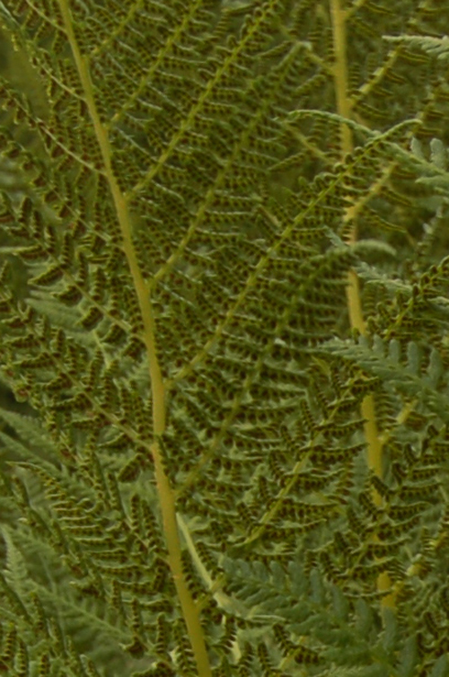 Image of Athyrium distentifolium specimen.