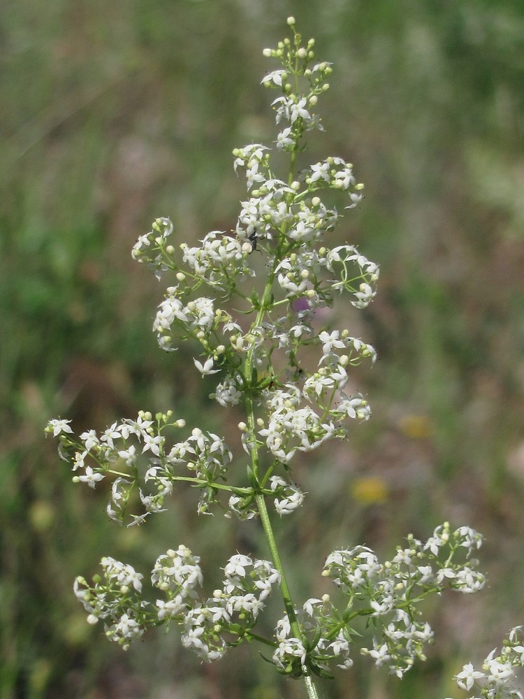 Image of Galium album specimen.