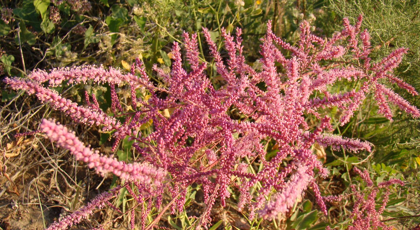 Image of Tamarix ramosissima specimen.