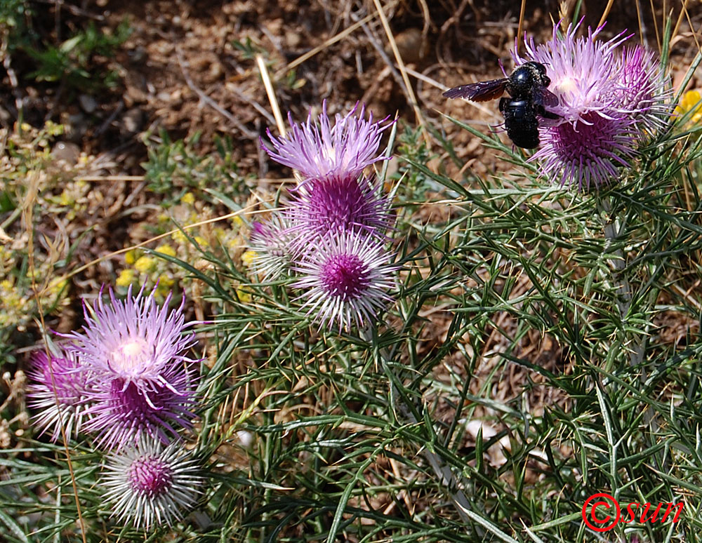Image of Lamyra echinocephala specimen.