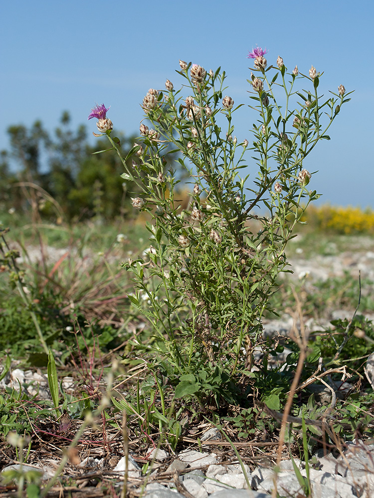 Image of Centaurea deusta specimen.