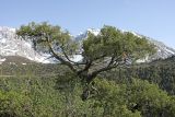 Juniperus seravschanica. Вегетирующее растение на горном склоне. Южный Казахстан, Угамский хр., ущ. Сазаната, правый склон ущелья ручья Каржантау, 2200 м н.у.м. 07.05.2014.