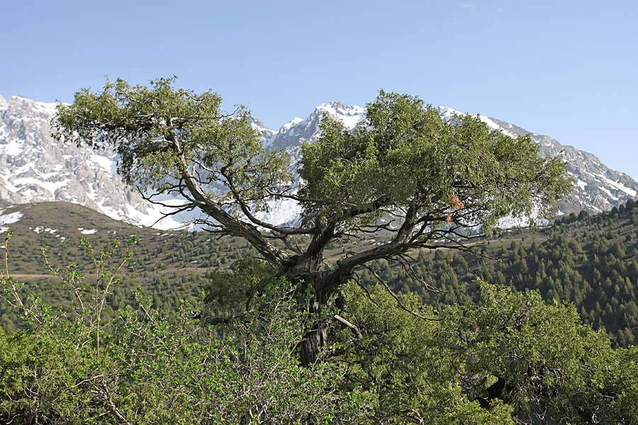 Изображение особи Juniperus seravschanica.