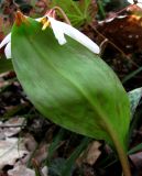 Erythronium caucasicum