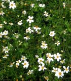 Bidens aurea. Цветущие растения. Франция, Лазурный Берег, Ментона, в культуре. 21.07.2014.