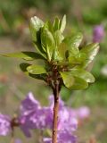 Rhododendron sichotense. Верхушка веточки. Беларусь, г. Витебск, ботанический сад ВГУ. 06.05.2015.