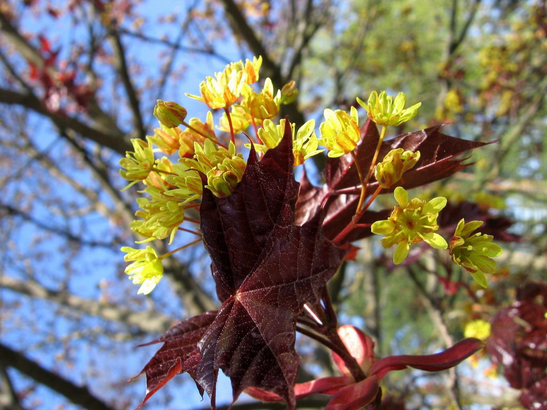 Image of Acer platanoides specimen.