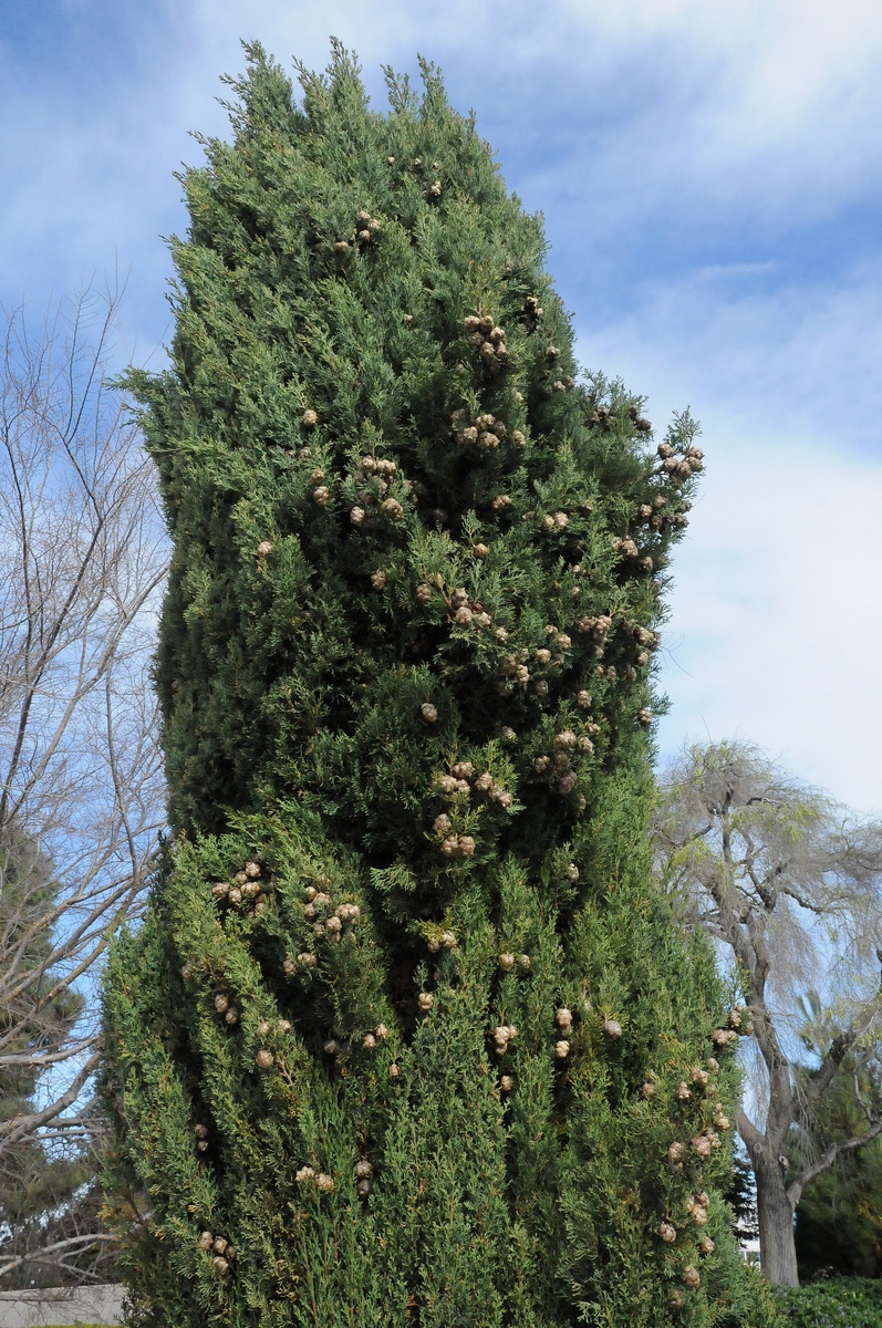 Image of Cupressus sempervirens specimen.