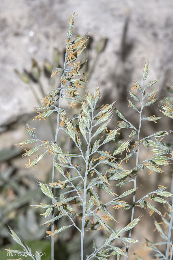 Изображение особи Festuca cinerea.