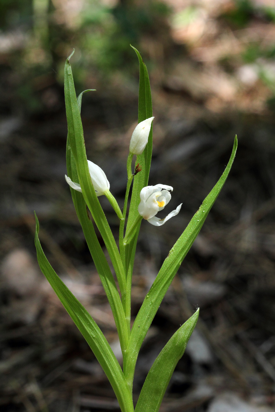 Изображение особи Cephalanthera longifolia.