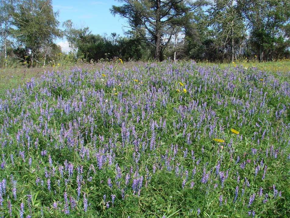 Image of Vicia cracca specimen.