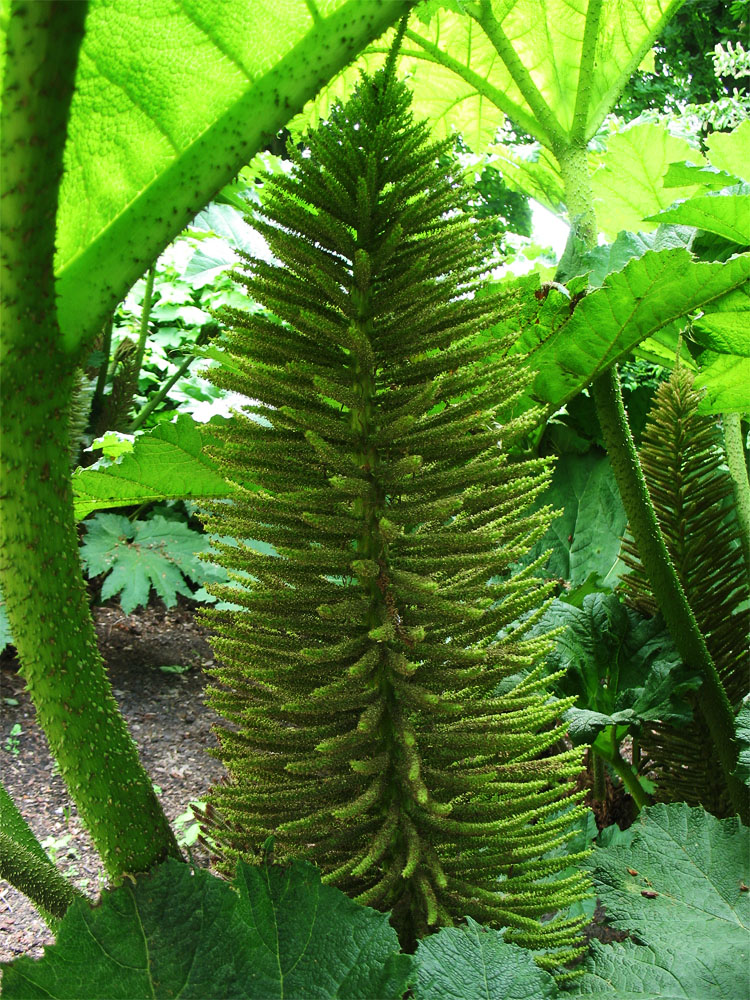 Изображение особи Gunnera manicata.