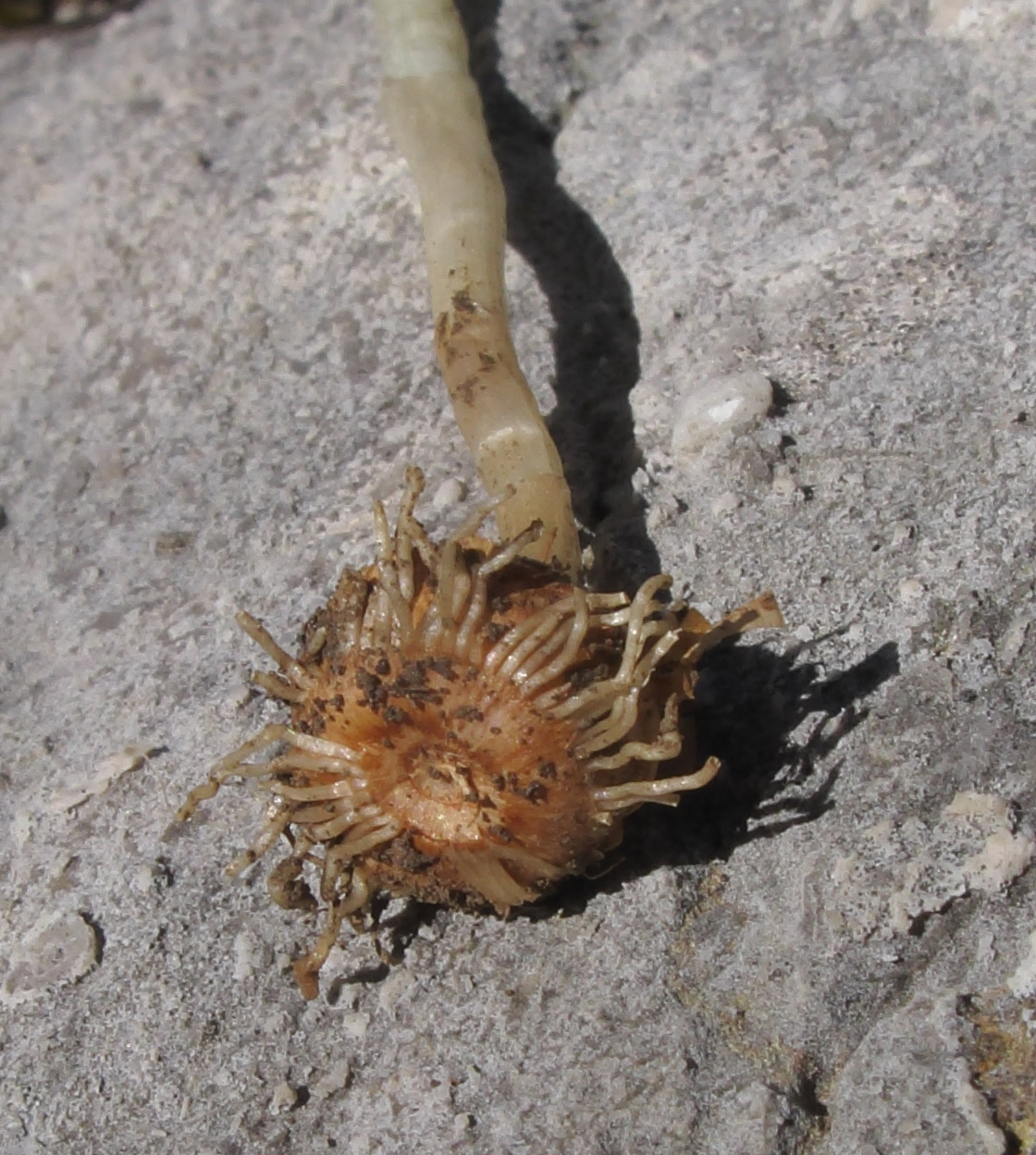 Image of Crocus speciosus specimen.