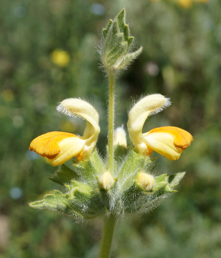 Изображение особи Phlomoides fetisowii.