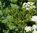 Chaerophyllum prescottii. Соплодие. Восточный Казахстан, Глубоковский р-н, окр. с. Тарханка, восточный склон сопки. 23.06.2015.