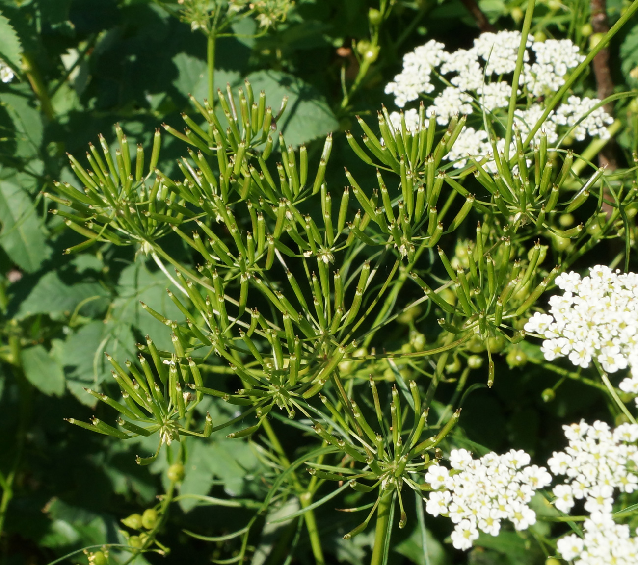 Image of Chaerophyllum prescottii specimen.
