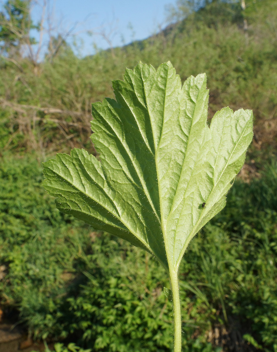 Изображение особи Geum aleppicum.