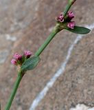 Polygonum aviculare