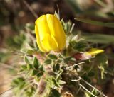 Caragana pleiophylla. Верхушка веточки с первым цветком. Кыргызстан, Нарынская обл., правый берег р. Нарын, плато ниже впадения р. М. Нарын. 24.04.2015.