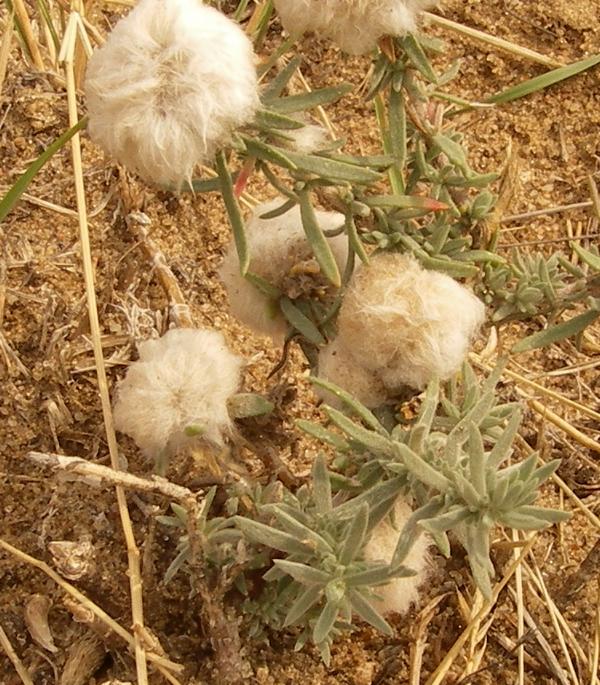 Image of Bassia prostrata specimen.