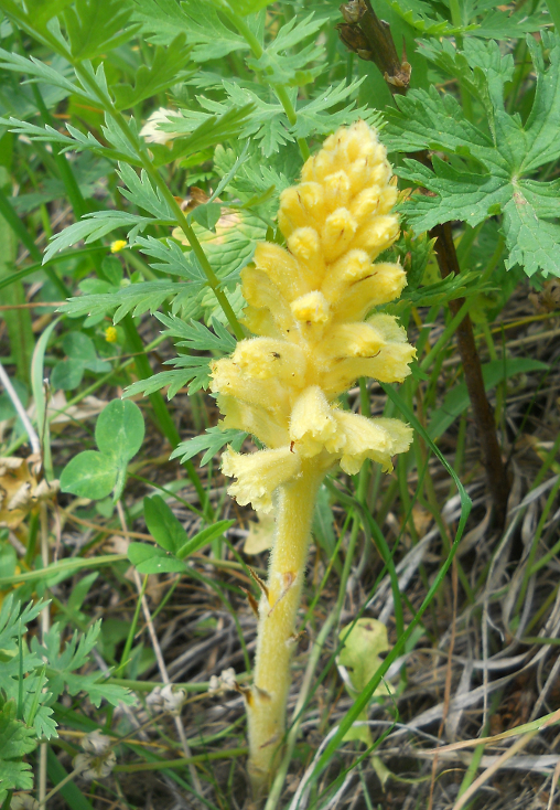Image of genus Orobanche specimen.