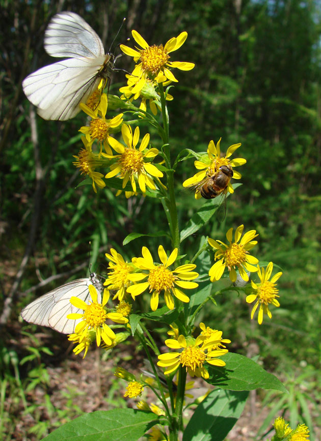 Изображение особи Solidago virgaurea ssp. dahurica.